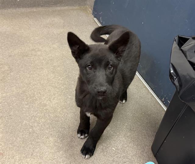 A122675 - German Shepherd Dog available for adoption