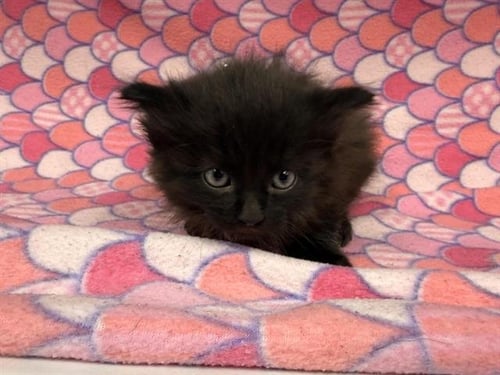A125116 - Domestic Long Hair available for adoption