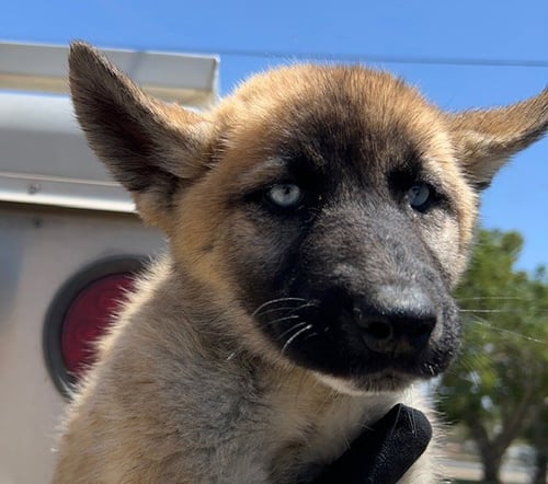 FLO - Siberian Husky / German Shepherd Dog available for adoption
