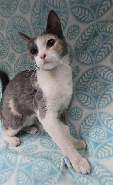 A128004 - Domestic Short Hair available for adoption