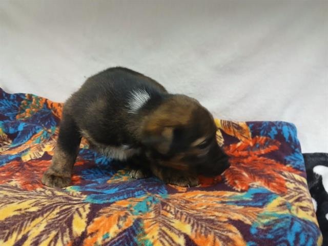 CHAI - Belgian Shepherd Malinois available for adoption