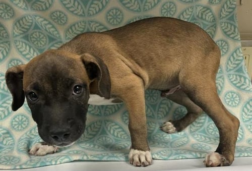 MOMO - Pit Bull Terrier available for adoption