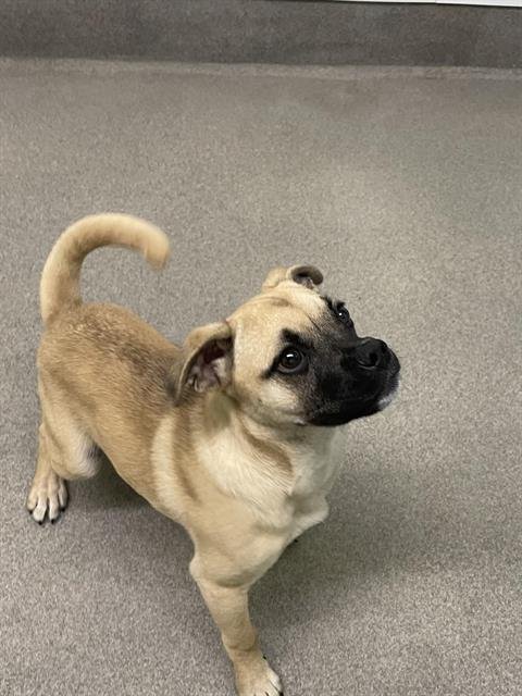 SCOTTSDALE - Pug available for adoption