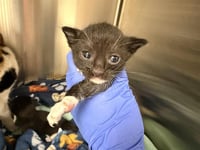 PAPITA (NURSING) - Photo 1