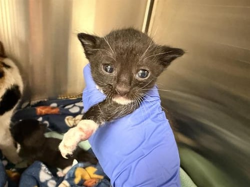 PAPITA (NURSING) - Domestic Short Hair available for adoption