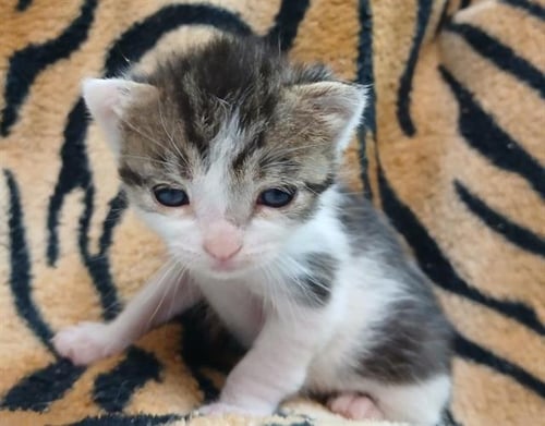 A123838 - Domestic Short Hair available for adoption