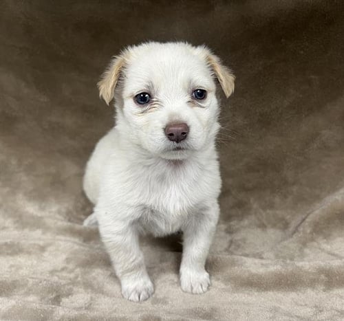 A123627 - Chihuahua available for adoption