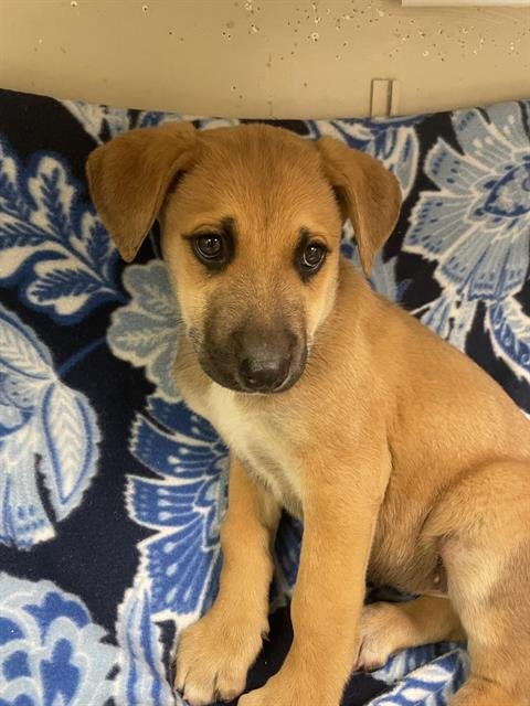 MILEY - German Shepherd Dog available for adoption