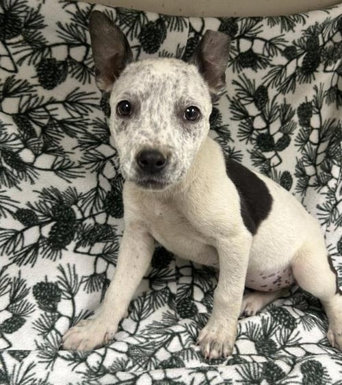 GINNY - Queensland Heeler available for adoption