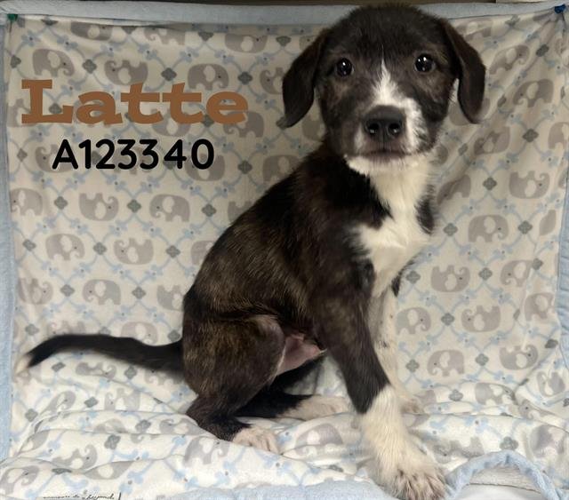 LATTE - Labrador Retriever / Pit Bull Terrier available for adoption