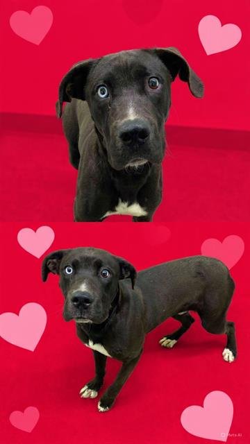 PUPPERS - Labrador Retriever / Boxer available for adoption