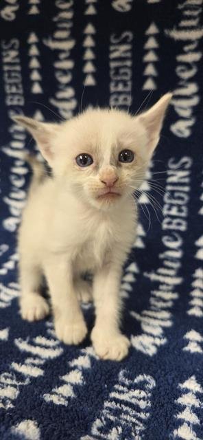 A127881 - Domestic Short Hair available for adoption