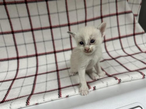 A127881 - Domestic Short Hair available for adoption
