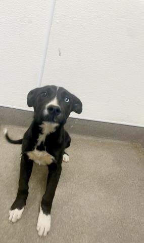 ABBY - German Shepherd Dog / Siberian Husky available for adoption