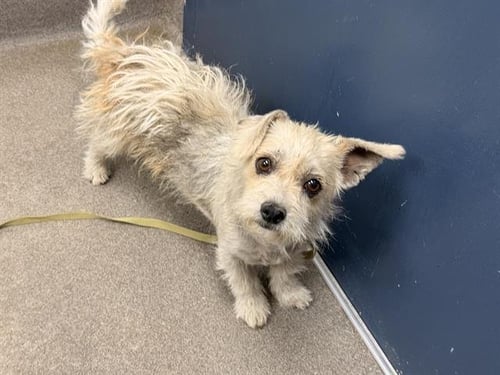 TRIXIE - Cairn Terrier available for adoption