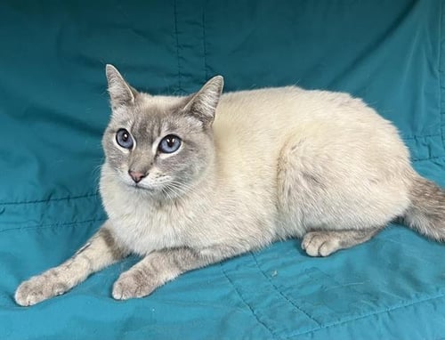 JULIE - Domestic Short Hair available for adoption