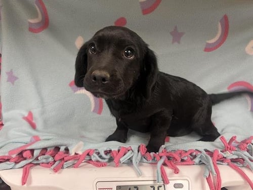 A125044 - Chihuahua / Dachshund available for adoption