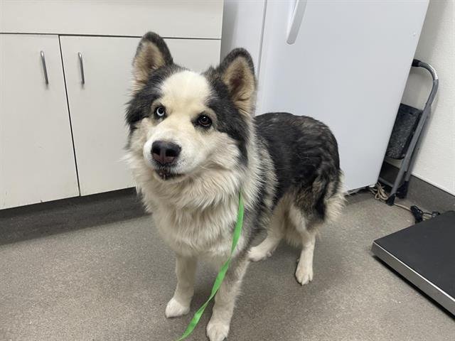 LUNA - Siberian Husky available for adoption