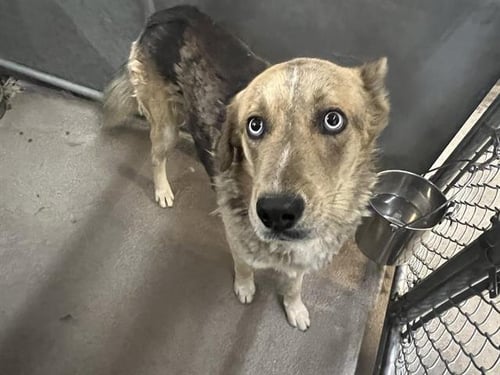KIKO - German Shepherd Dog available for adoption