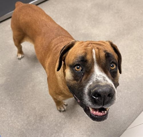 GEORGIE - Mastiff / Boxer available for adoption