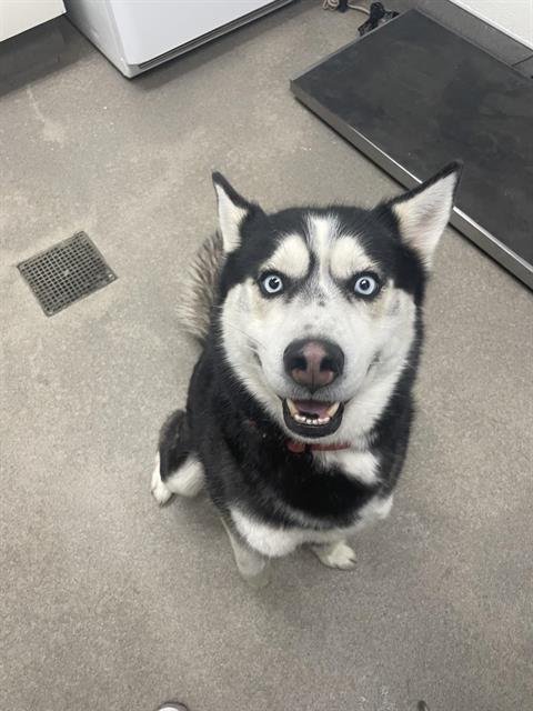 CHASE - Husky available for adoption