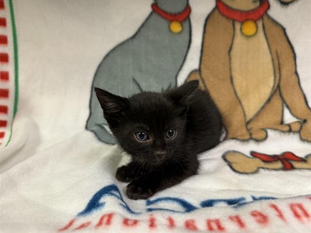 MISTY - Domestic Short Hair available for adoption