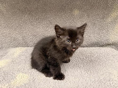 A124583 - Domestic Medium Hair available for adoption
