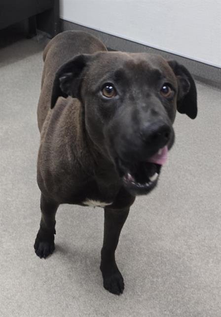 A123191 - Australian Kelpie available for adoption