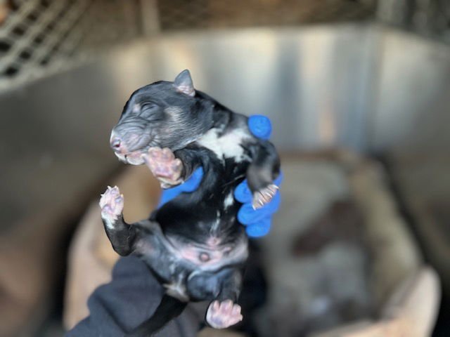 A122299 - Doberman Pinscher / German Shepherd Dog available for adoption