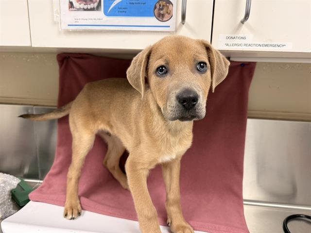 MILO - Labrador Retriever available for adoption