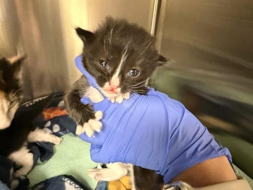 MANCHITA (NURSING) - Domestic Short Hair available for adoption