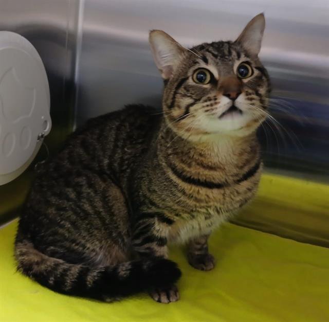 A122197 - Domestic Short Hair available for adoption