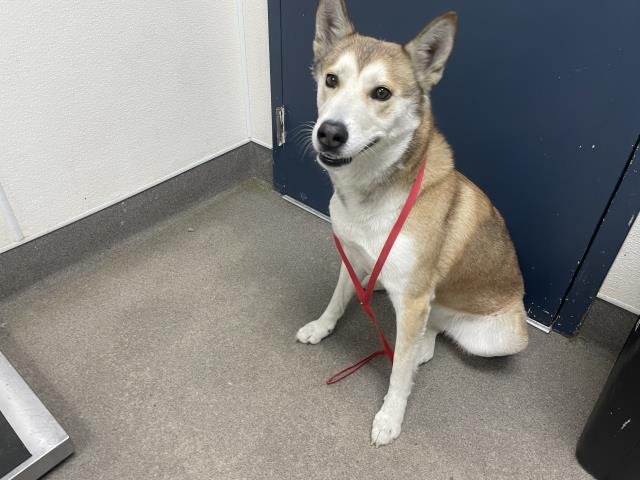 SARAH - Siberian Husky available for adoption