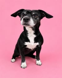 KENNEDY (RESCUE ONLY) - Photo 1