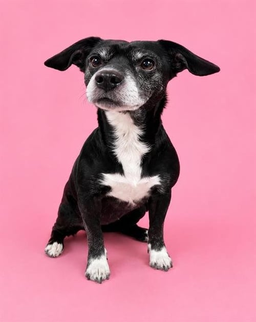 KENNEDY (RESCUE ONLY) - Chihuahua available for adoption