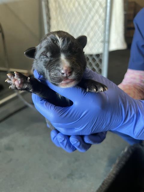 A122391 - Pit Bull Terrier available for adoption