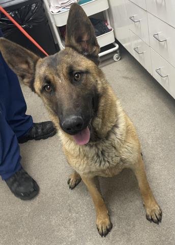 ROSIE - German Shepherd Dog available for adoption