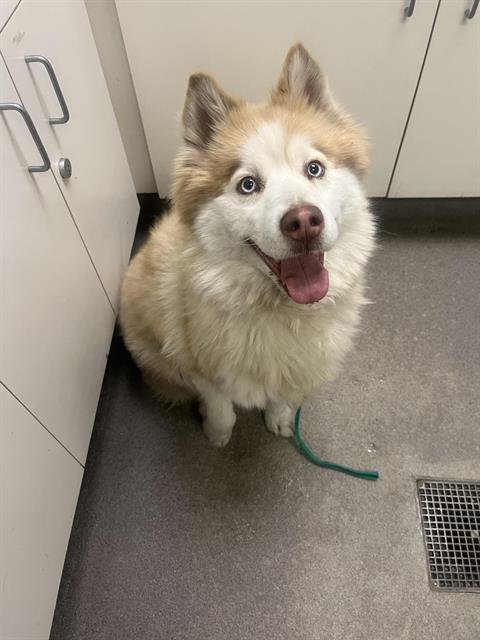 MARIGOLD - Siberian Husky available for adoption