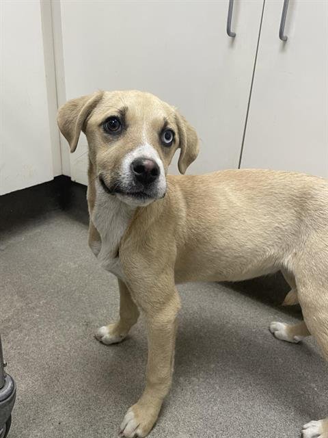 CASHEW - Labrador Retriever available for adoption