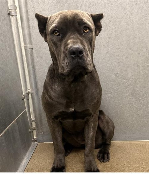 MAMA BEAR - Cane Corso Mastiff available for adoption