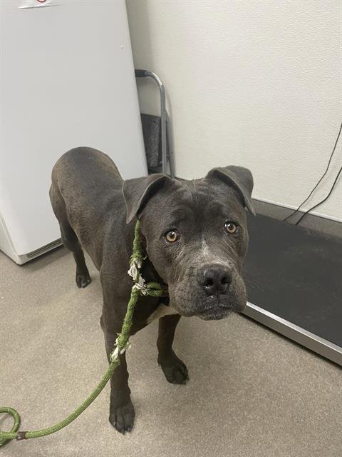 CINDER - Pit Bull Terrier available for adoption