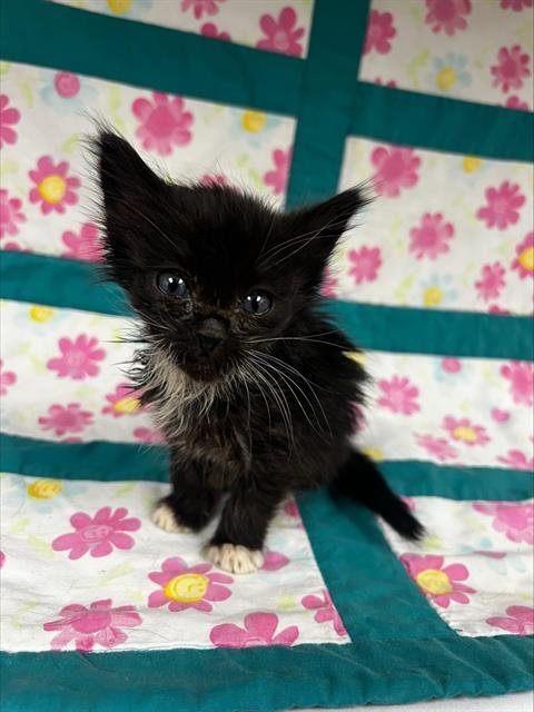 CRICKET - Domestic Short Hair available for adoption