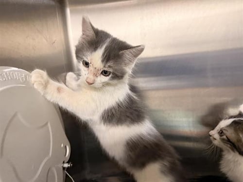 MISO - Domestic Short Hair for adoption in Victorville