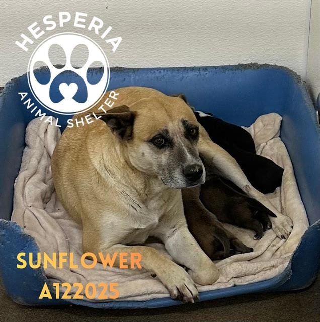 SUNFLOWER - German Shepherd Dog available for adoption