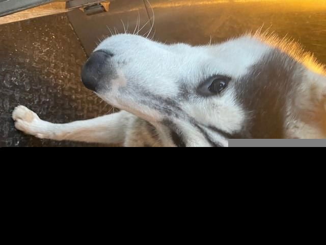 (RESCUE ONLY) MOONBEAM - Siberian Husky available for adoption