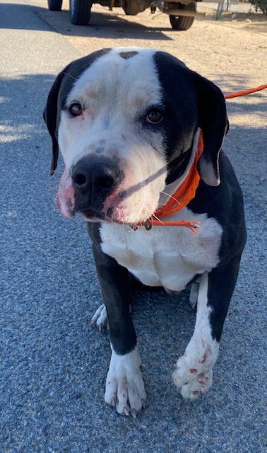 CHANCE (RESCUE ONLY) Image