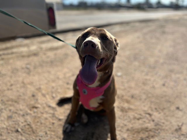 KING KONG - Pit Bull Terrier / Labrador Retriever available for adoption