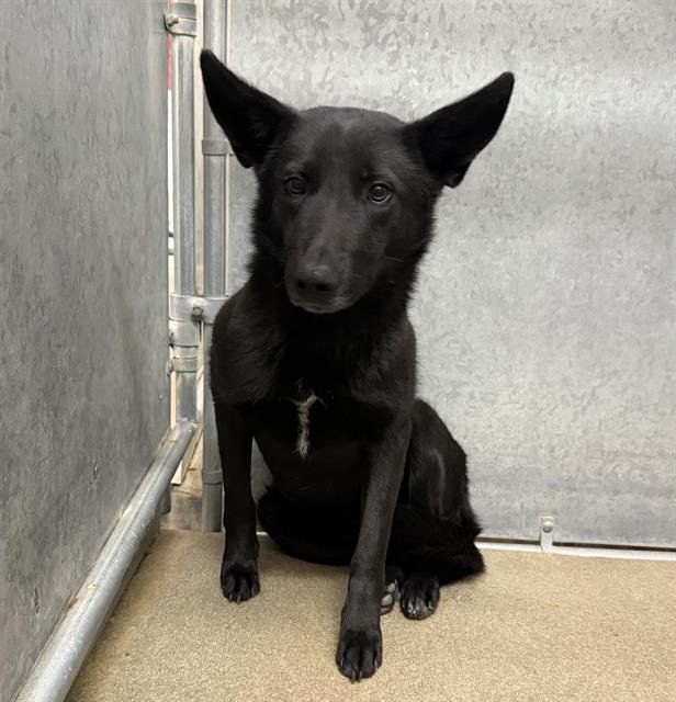 A122265 - German Shepherd Dog available for adoption