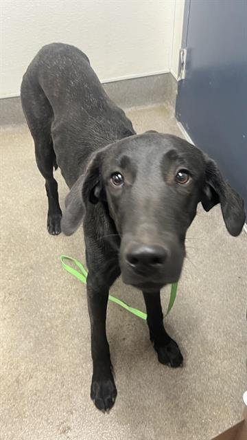 KNIGHT - Belgian Shepherd Malinois available for adoption