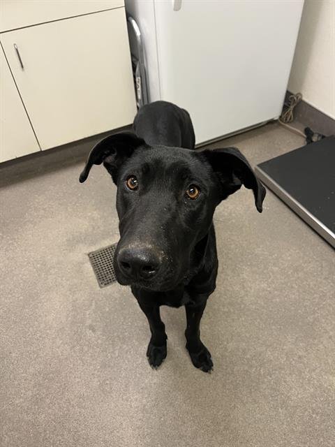 GRACIE LOU - Labrador Retriever available for adoption